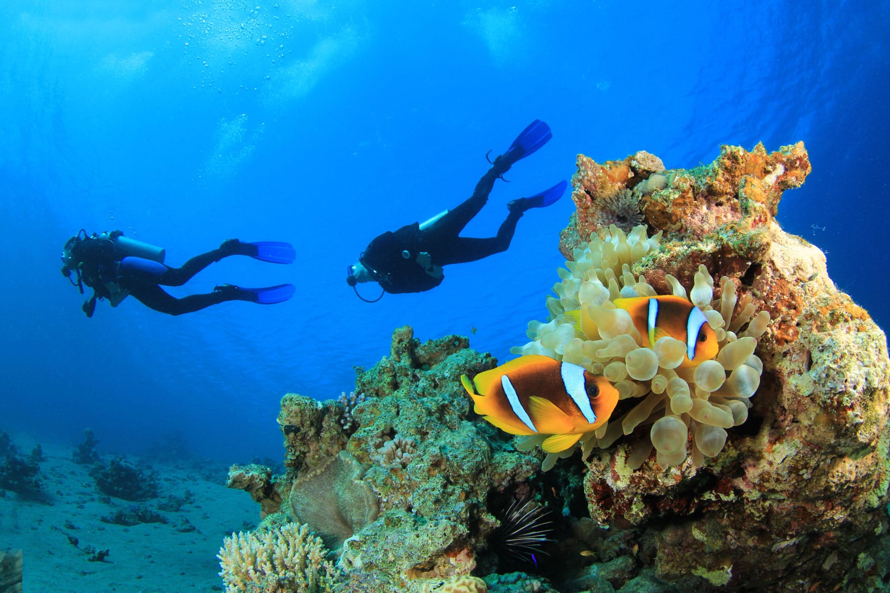 Recreational Diving in Dahab with Scuba Seekers