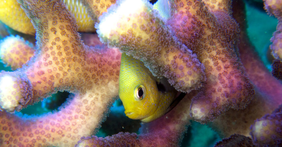 Scuba seekers Dahab - Philosophy