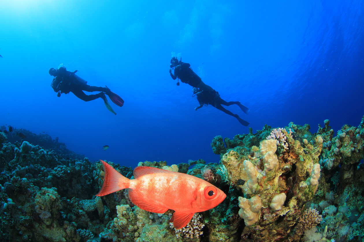 Amazing scuba dive at Dahab with a bigeye fish