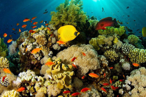 Dahab Dive inside the coral reef