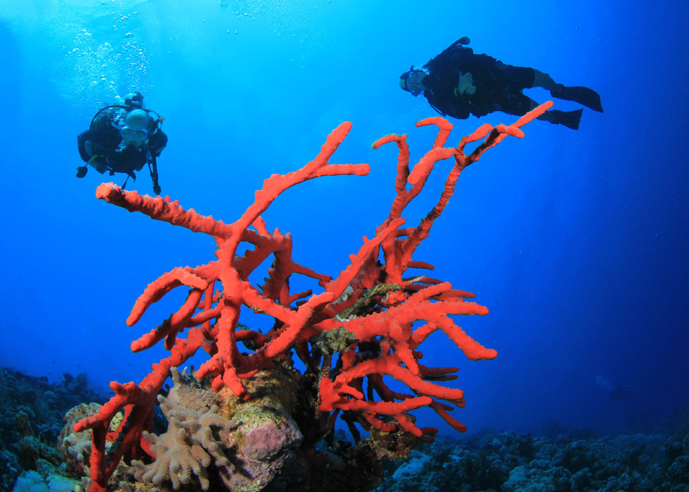 Guided dives to the best dahab sites