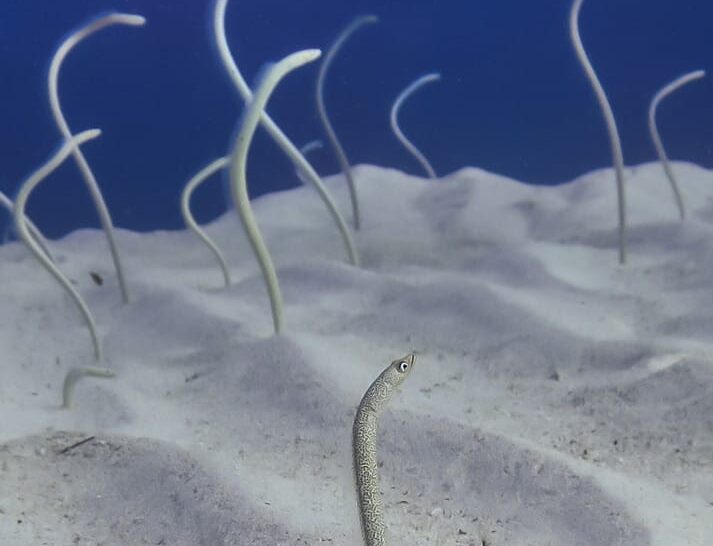 Dahab's Garden Eels at the sand