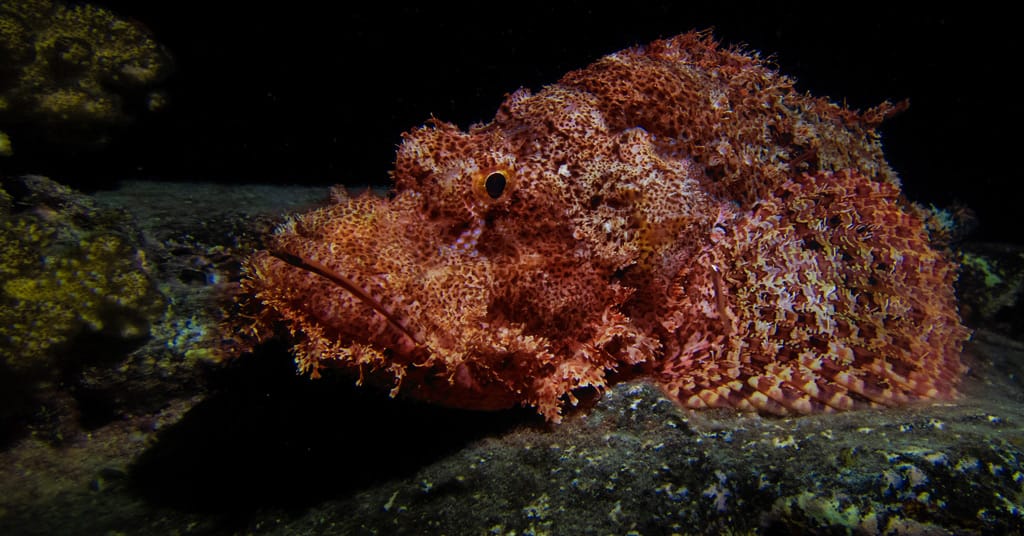 Scuba Diving in Dahab with Scuba seekers