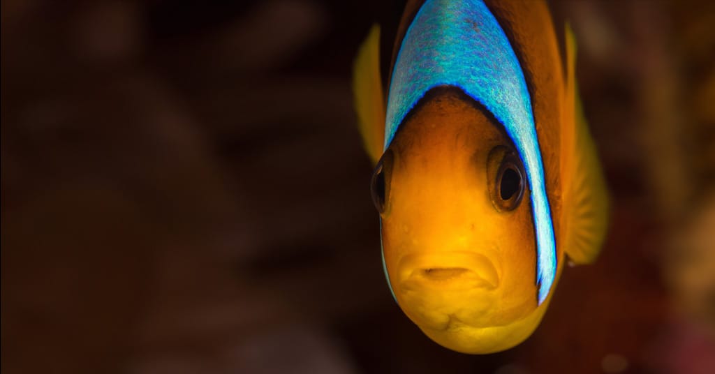 Diving in the Red Sea with Scuba Seekers Dahab