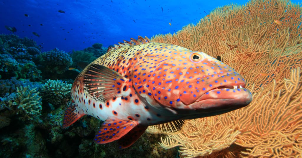 Red Sea Grouper