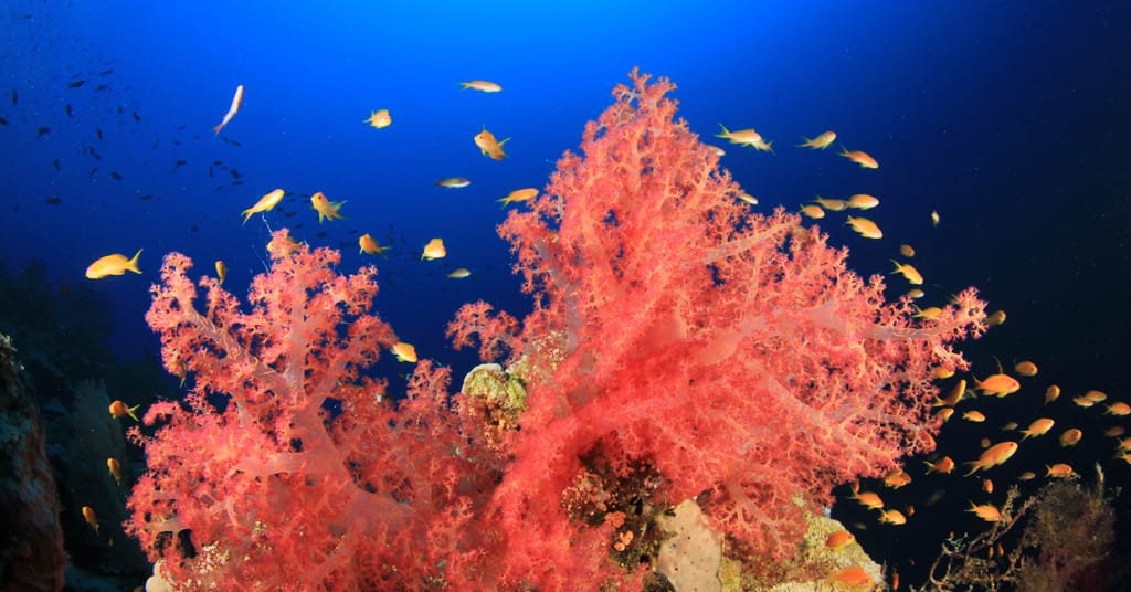 Soft red sea coral with fish