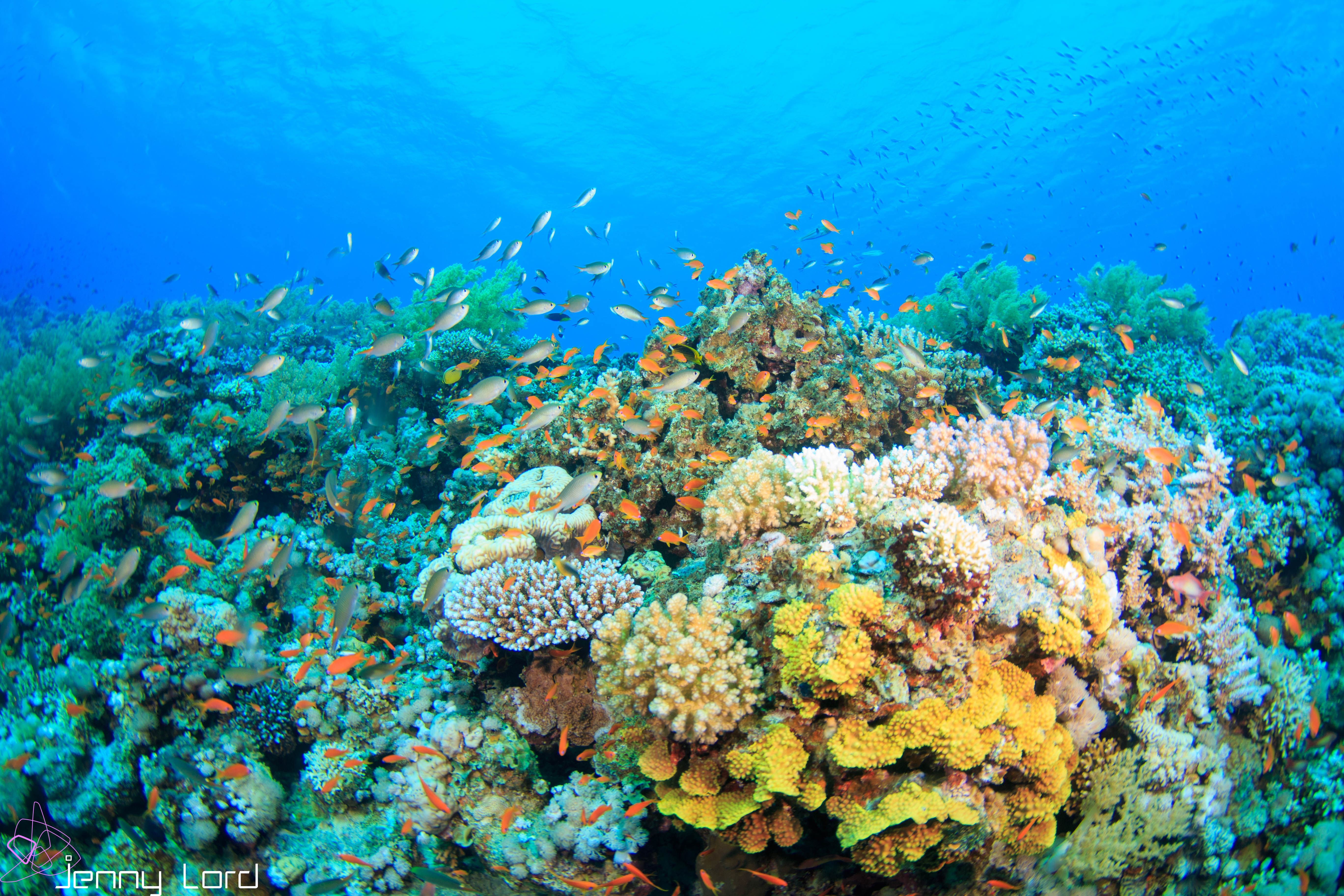 coral reefs in Dahab