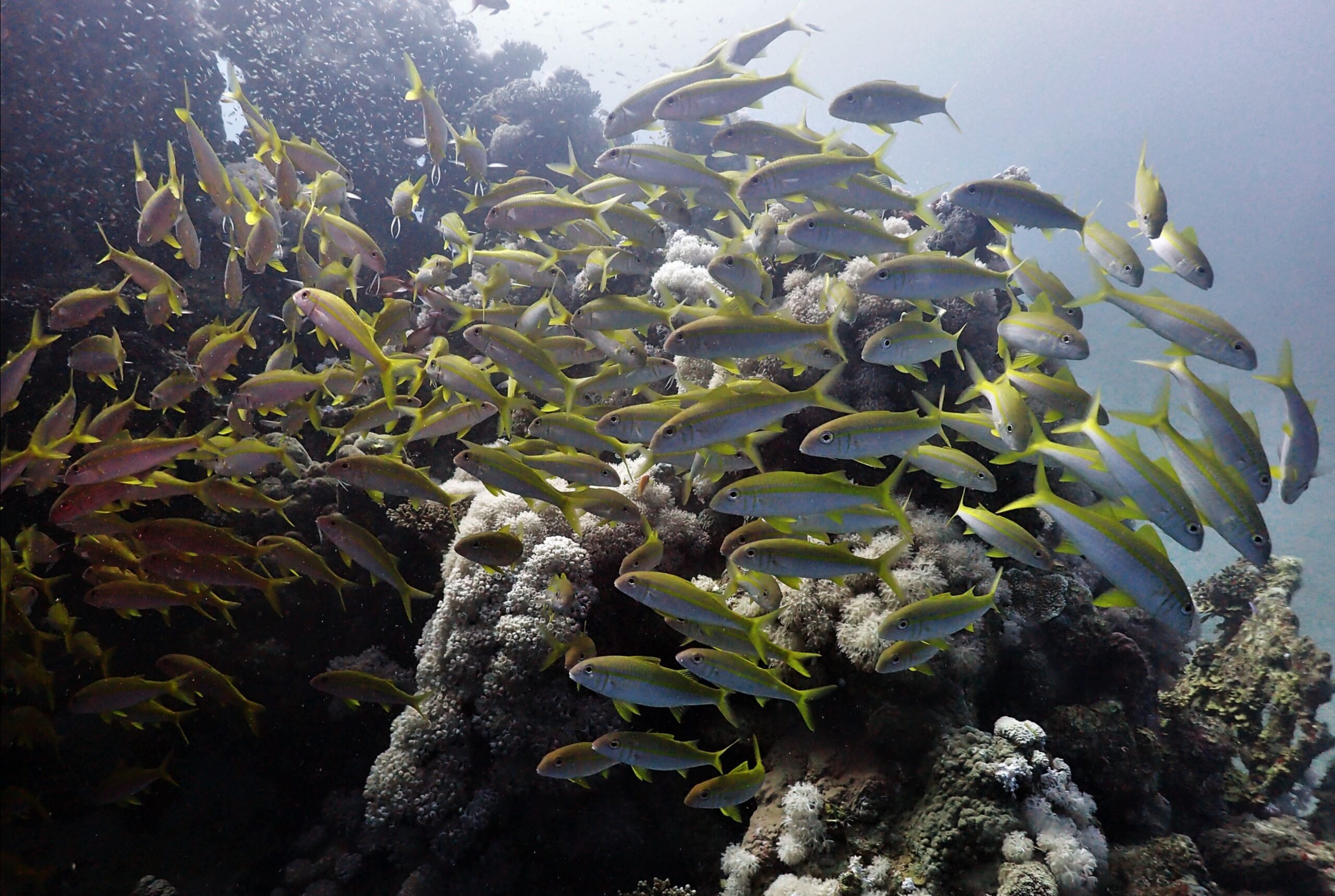 school of fish swarming around a reef