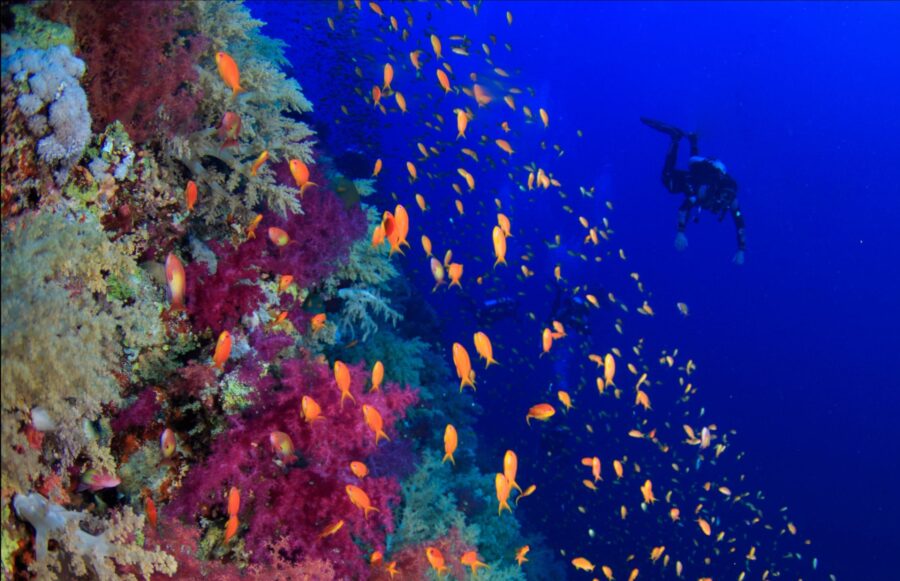 divers drifting along a coral reef wall