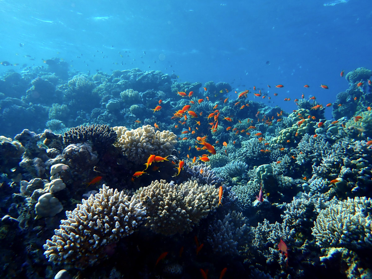 underwater landscape view of the shallow coral reef ecosystem at dahab's blue hole dive site