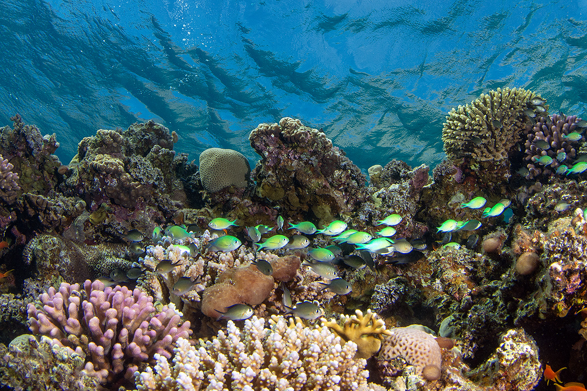 fishes swimming among a coral reef at golden blocks dive site in dahab egypt
