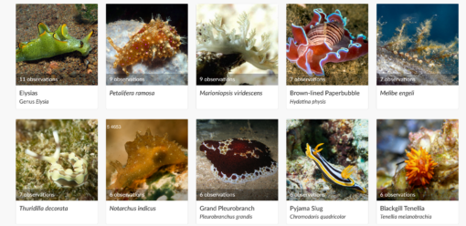 Dahab Sea Slug Census 2026 · iNaturalist