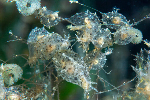 Sea hares aggregation with lots of eggs