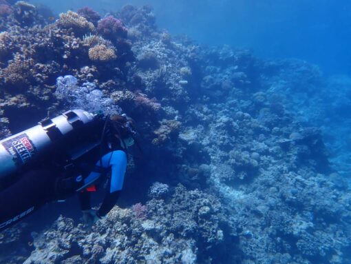 Coral and diver
